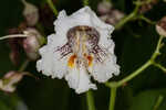 Southern catalpa